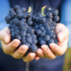 Hand,Holding,Fresh,Red,Bunch,Of,Grapes,In,The,Vineyard