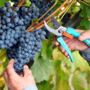 Grapes,Harvest,In,Vineyard