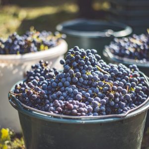 Bucket,Of,Grapes,During,The,Picking,In,The,Vineyard.,The