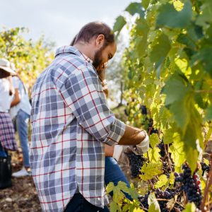 Young,Adult,Man,Harvesting,Red,Grapes,In,The,Vineyard,With